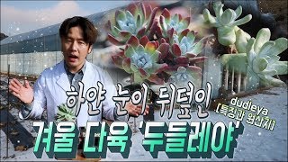 하얀 눈이 뒤덮인 겨울 다육 두들레야 특징과 원산지  겨울 다육이succulent plant dudleya [upl. by Jock]