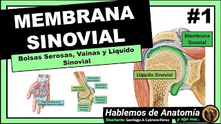 🔴👉 MEMBRANA SINOVIAL 🟩 LIQUIDO SINOVIAL 🟪Hablemos de Anatomía y Algo Mas [upl. by Ahsekal]