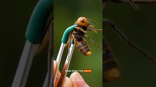 Asian Giant Hornet shorts ytshorts science sciencefacts [upl. by Crist412]