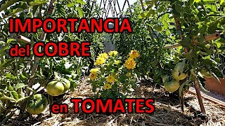 COBRE para las TOMATERAS y Demás CULTIVOS Para que Sirve y Cómo Usarlo [upl. by Atekahs980]