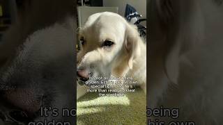 Proof That Cream Goldens Can Glow englishcreamgoldenretriever adorabledog golden [upl. by Nylaf]