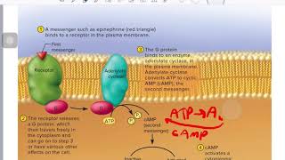 second messenger system [upl. by Halley230]