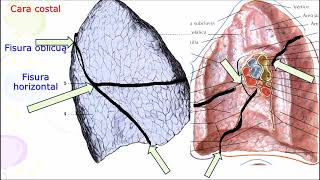 ANATOMIA DE LOS PULMONES PROF DR MARCELINO BRÍTEZ CABRERA [upl. by Bev]