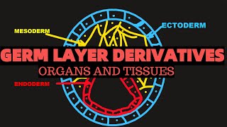 Germ layer derivatives  ENDODERM ECTODERM MESODERM  Organs and tissues [upl. by Netsirt]