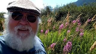 FIREWEED TOXICITY HOW TO IDENTIFY AND STAY ALIVE [upl. by Johst286]