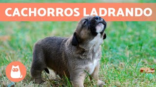 Los mejores LADRIDOS de PERROS CACHORROS 🐶 🔊 ¡Tiernos y Adorables [upl. by Oenire980]