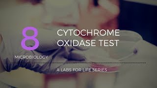 Cytochrome Oxidase Test [upl. by Juakn]