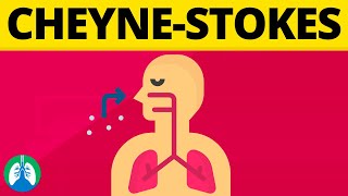 CheyneStokes Breathing Medical Definition  Quick Explainer Video [upl. by Arleyne]