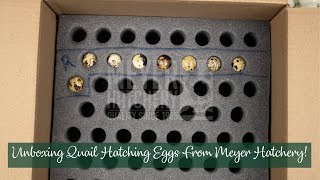 Unboxing Quail Hatching Eggs From Meyer Hatchery [upl. by Ydnac935]