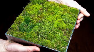 Making a Moss Garden from Scratch Satisfying amp Relaxing [upl. by Nivrem]