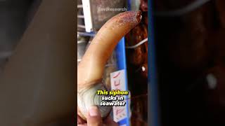 This Creature is Geoduck animals facts [upl. by Greenwood567]