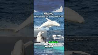 Fact 013 Meet Migaloo The Rare Albino Whale of Australia facts deepocean animals whaleshark [upl. by Claiborne108]