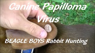 Canine Papilloma Virus  2015Beagle Boys Rabbit Hunting [upl. by Leinod705]