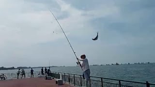 Bedok Jetty Fish is Back [upl. by Sorac]