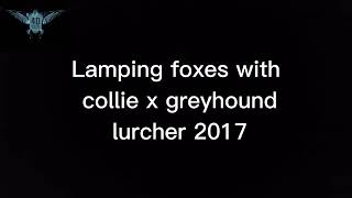 lamping foxes with lurchers ireland 2 4dhunting558 [upl. by Erving]