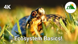 Ecosystems Episode 1 What is an ecosystem [upl. by Hpeseoj677]