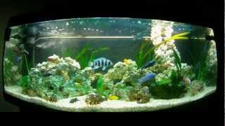 Cichlids Malawi Tanganyika 450L [upl. by Athelstan455]