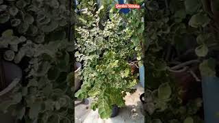 Breynia Colourful Plant short shortsvideo reels trending tiktok gardenvithika ornamentalplant [upl. by Redyr]