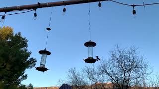 Arizona Hummingbirds In Slowmotion [upl. by Jakoba]