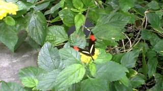 HD Video of a Heliconius Melpomene Butterfly at the Butterfly House at Pacific Science Center [upl. by Nyledam]