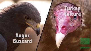 Buzzard vs Vulture Whats the Difference [upl. by Craddock]