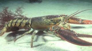 Food Facts amp Information  Why Are Lobsters Cooked Alive [upl. by Ita699]