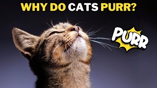 How and Why Cats Purr Explained [upl. by Dnob]