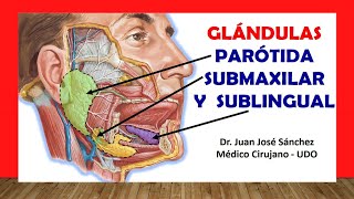 🥇 ANATOMÍA DE LA GLÁNDULA PARÓTIDA SUBMAXILAR Y SUBLINGUAL Fácil Rápido y Sencillo [upl. by Ricardo]