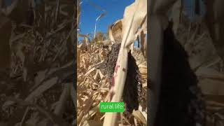 We are harvesting sorghum autumn november 2024 [upl. by Frederico925]