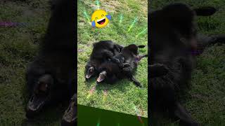 Schipperke schipperkelovers puppy cuteanimal chienmignon cutedog dogcute doglife [upl. by Avaria]