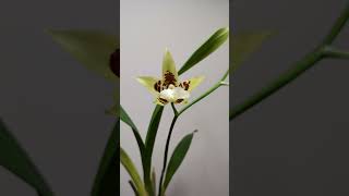 Brassia blooming in time laps brassia [upl. by Falcone699]