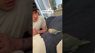 Prince attac funnyanimals crazybirds birds funnybirds parrot crazybirdlady funnypets funny [upl. by Chinua953]