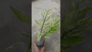 Tips for pedilanthusdevil backboneplant care tips secret plant lover gardening [upl. by Hitt55]