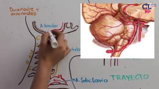 VASCULARIZACION ARTERIAL ENCEFALICA PARTE 2 Vertebrobasilar [upl. by Tsepmet]