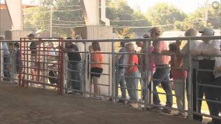 Stock Dog Trials Herding Competition  Iowa State Fair 2010 [upl. by Harim]