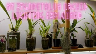 Orchid Care Growing Orchids Indoors LED lighting for Zygopetalum Orchids with tips and tricks [upl. by Miuqaoj]