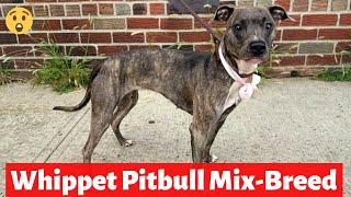 Whippet Pitbull MixBreed  Whats their Behavior and Temperament [upl. by Aelrac]