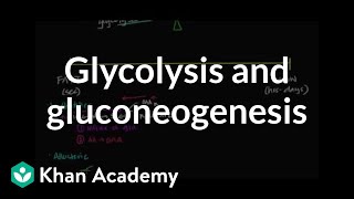 Regulation of glycolysis and gluconeogenesis  Biomolecules  MCAT  Khan Academy [upl. by Ruthe]