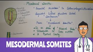 Mesodermal Somites [upl. by Ahseki]