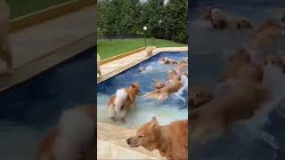 Golden Retrievers Invade Swimming Pool [upl. by Jehiel9]