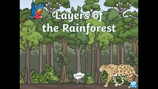 Layers of the Rainforest [upl. by Ycnej]