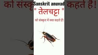 तेलचट्टाCockroachको संस्कृत में क्या कहते हैं telchata cockroach sanskrit anuvad shortvideo [upl. by Ayotahc]