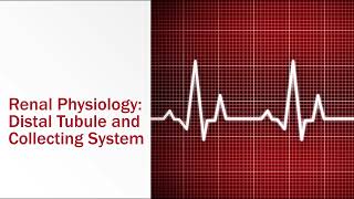 Renal Physiology Distal Tubule and Collecting System [upl. by Nisbet]