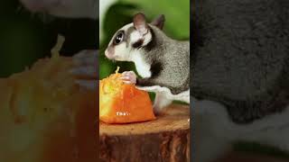 Do Sugar Gliders Make Good Pets 😽 Having a Sugar Glider as a Pet [upl. by Sundstrom653]