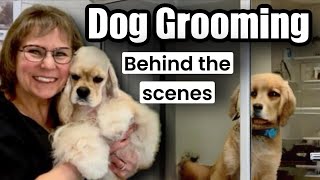 8 hours of Dog Grooming Behind the Scenes 3 Shih Tzu’s Coton de Tulear 3 Poodles Maltese [upl. by Hilleary481]