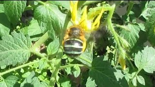 Australian Blue banded bee Amegilla cingulata [upl. by Cynthia897]