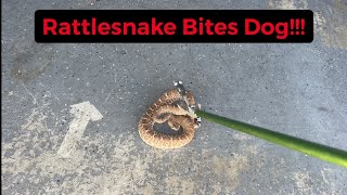 Rattlesnake BITES DOG [upl. by Hsejar]