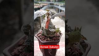 Bonsai Sukulen Favorit saya adalah Dorstenia aridzona sukulen dorstenia [upl. by Hiller]