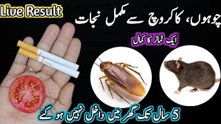 Get rid of rats Mosquito cockroach lizard with homemade spraypowerful insects killer remedy🙄 [upl. by Phelgon460]