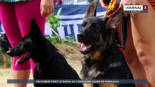 Exposition canine  116 chiens font le show à Punaauia [upl. by Amliw]